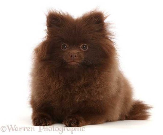 Dog: Brown Pomeranian photo WP45948