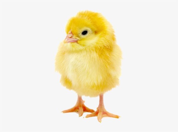 chick56-567724_http-lloydsanimalfeeds-co-transparent-baby-chick-png.png (820×610)