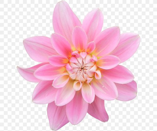 dahlia-painting-photography-pink-flowers-png-favpng-aiDuZ7GTX5VLcKd0KP2YPZ2YS.jpg (820×684)