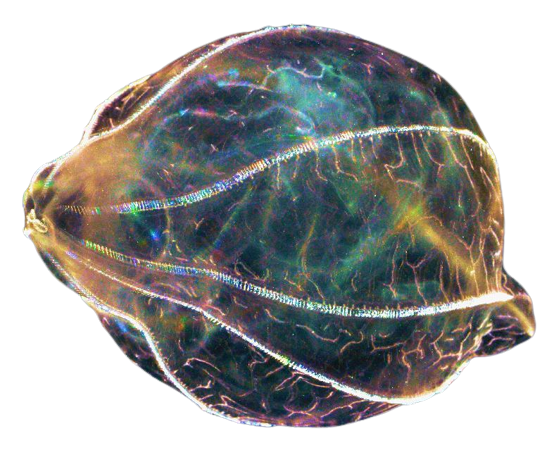 iridescent comb jellyfish (ctenophora)