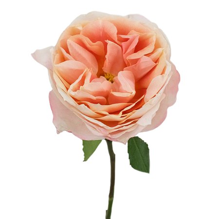 Deep Peach Garden Rose l Fiftyflowers.com