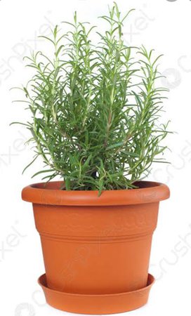 Rosemary in terracotta