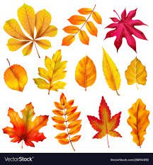 leaves fall - Google Search