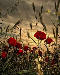 Pinterest - “"In Flanders fields the poppies blow…” - Limited Edition 1 of 100 | Flowers
