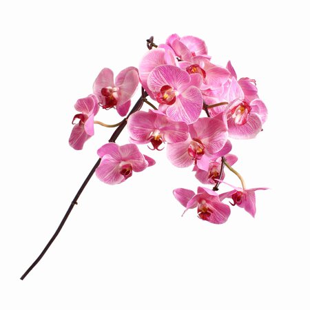 Silk Orchid Stem
