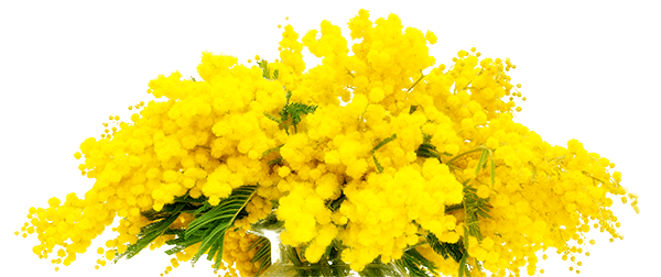 mimosa.png (600×252)