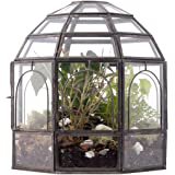 Amazon.com: Terrarium Large Glass Succulent Planter Wardian Case Container for Plants from H Potter WAR150: Garden & Outdoor
