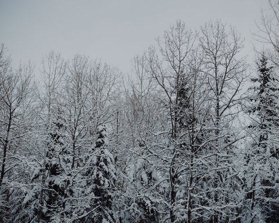 gray winter aesthetics - Google Search
