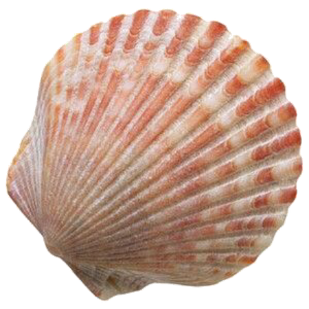Shell png