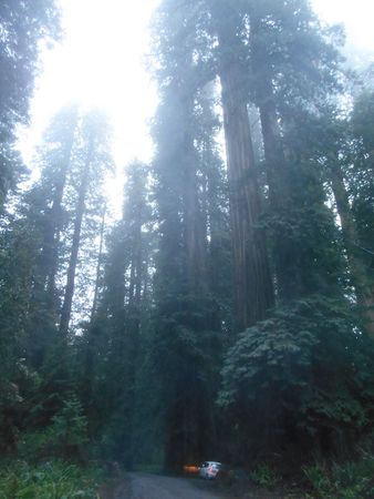 redwood forest fog night rain 🌧 crescent city