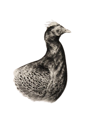Pheasant Sketch
