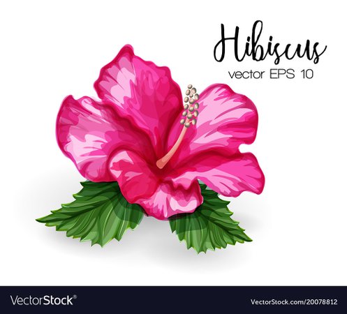 Realistic hibiscus flower leaves pink Royalty Free Vector