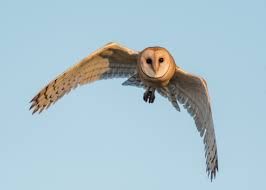 feather barn owl – Google Søgning