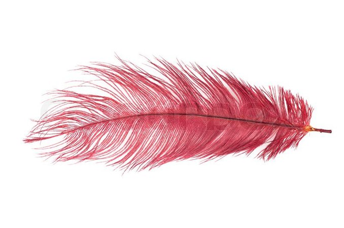 red feather - Google Search