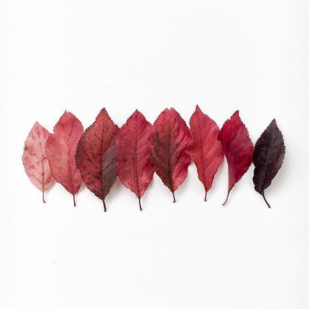 burgundy and pink leaves aesthetic - Google Search