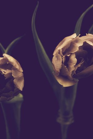 Dark Tulips II ~ Nature Photos ~ Creative Market