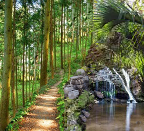 Hiking trail through forest with waterfall and pond