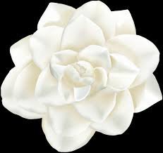 white flower - Google Search