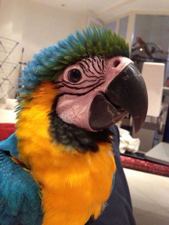 parrot Tobias
