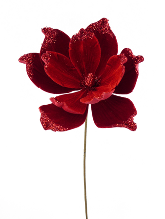 red magnolia flower