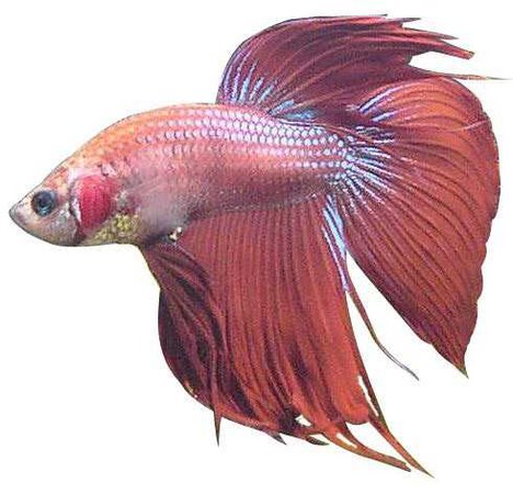 beta fish