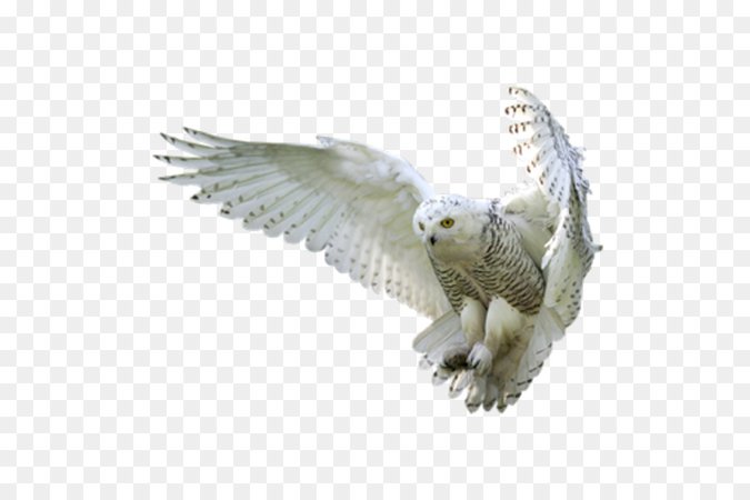 harry potter owl transparent