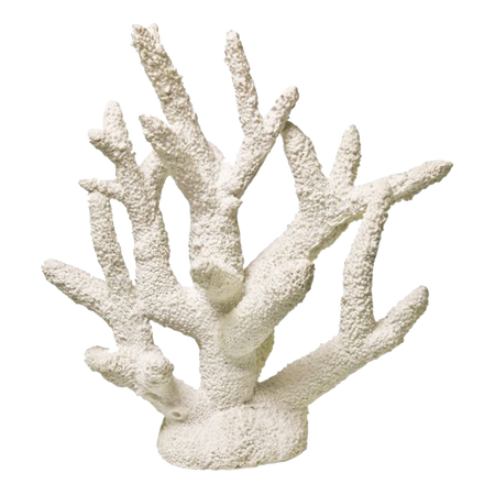 whiteish coral