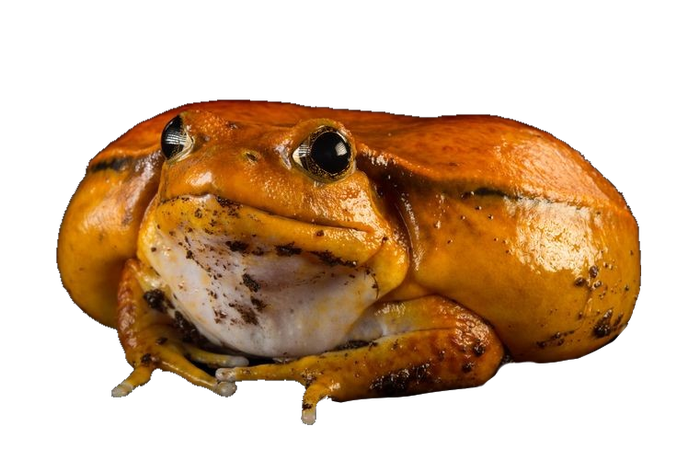 fat frog