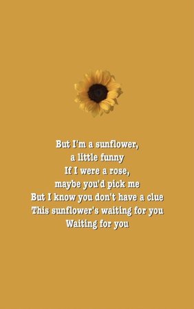 sunflower_honeybun