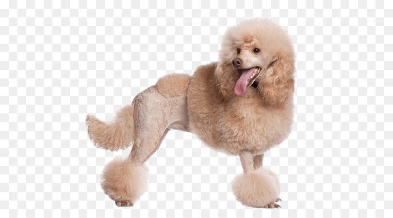 kisspng-toy-poodle-standard-poodle-miniature-poodle-dog-gr-5ae2d847012c20.7767627915248159430048.jpg (900×500)