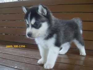 Excellent Siberian Husky Puppies for Sale - Lake Ronkonkoma, NY | ASNClassifieds