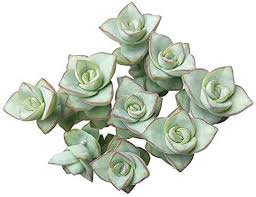 succulent background - Google Search