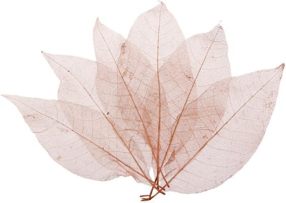 magnolia skeleton leaves