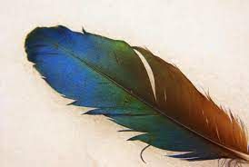 magpie feather