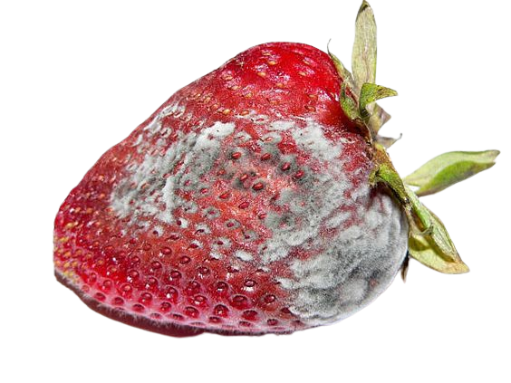 mouldy strawberry