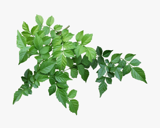34790_leaves-png-images.png (920×739)