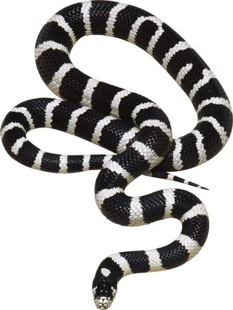 *clipped by @luci-her* Black White Snake