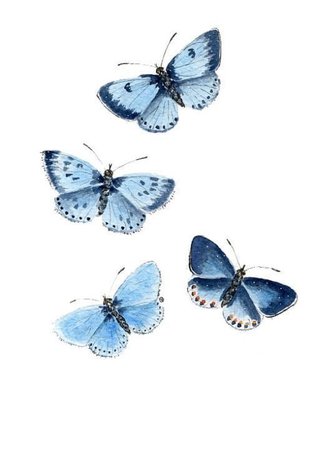 blue butterflies