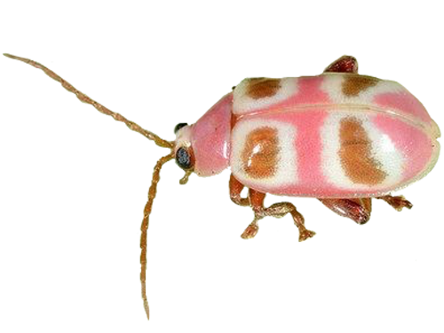 pink beetle