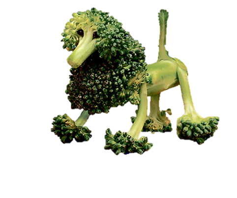 broccoli dog