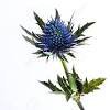 thistle - Google Search