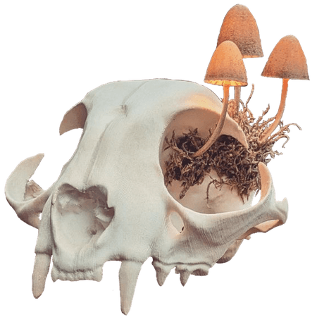 mushroom skull