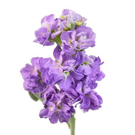 Stock Lavender Purple Flower | FiftyFlowers.com