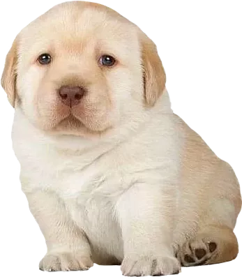 perro dog doggie perro perrito Sticker by Camilo ✨