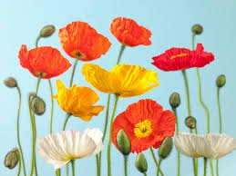 colorful poppies - Google Search