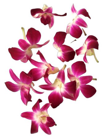 Loose Orchids – Purple