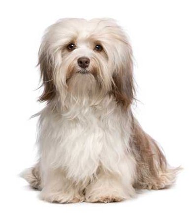 Havanese | Havanese Pet Insurance & Dog Breed Info