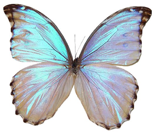 silver butterfly