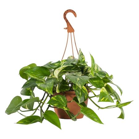 EPIPREMNUM Hanging plant, assorted species plants, 8" (20.5 cm) - IKEA