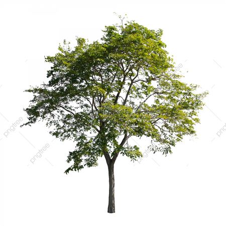 Isolated Tree PNG Picture, Isolate Trees On White Background Collection Of Trees, Collection Of Trees, Background, Branch PNG Image For Free Download